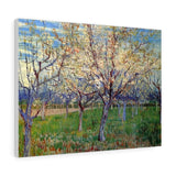 Orchard with Blossoming Apricot Trees - Vincent van Gogh Canvas